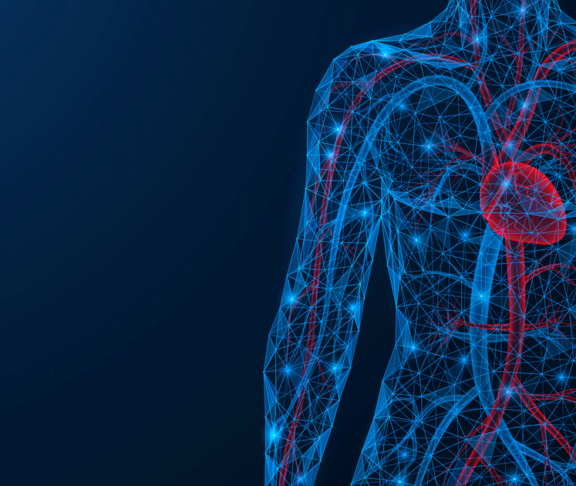 Cardiovascular system. The torso of a person with a heart and blood vessels. Low-poly design of interconnected lines and dots. Blue background.